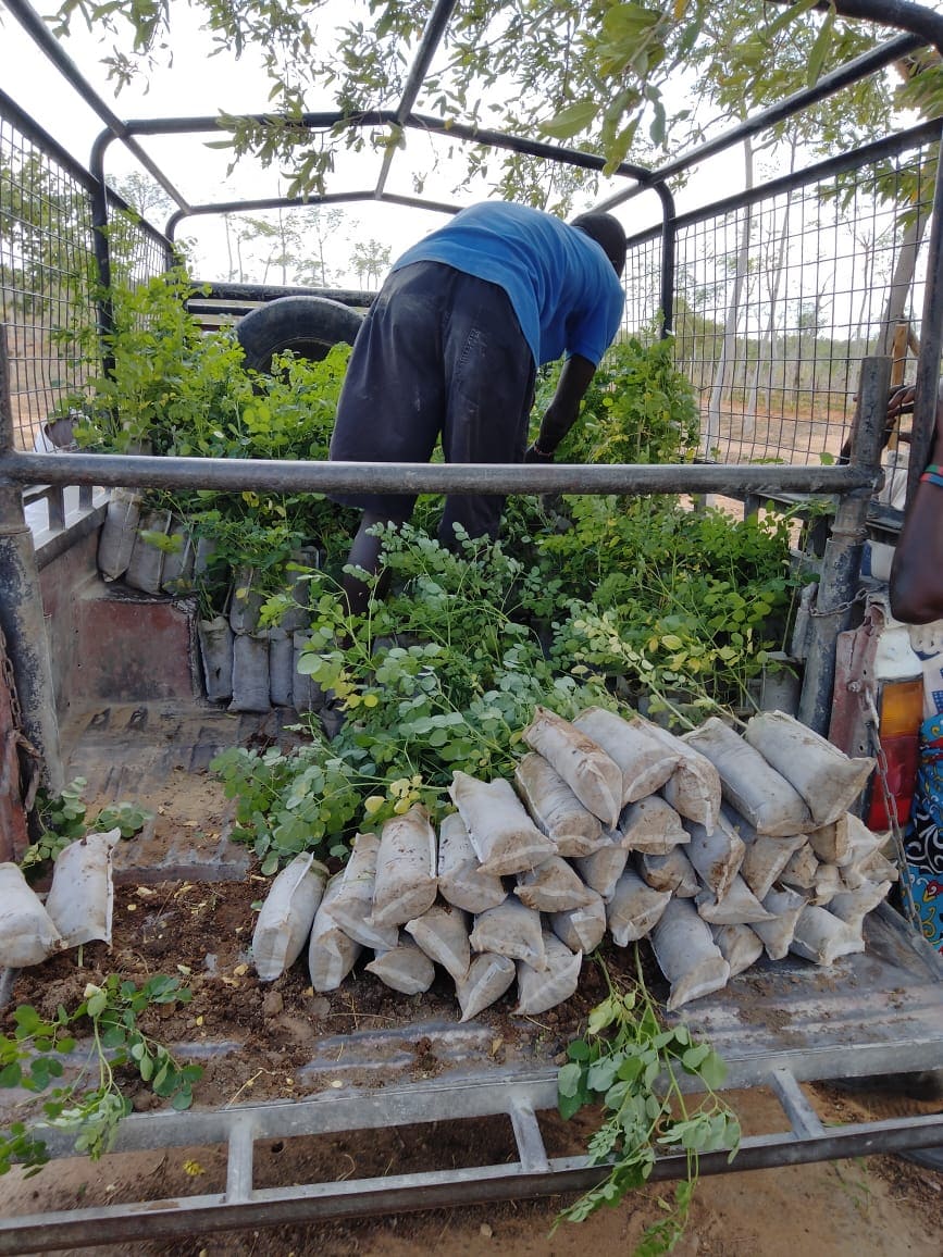 Carbon Project Landscape - Reforestation in Africa